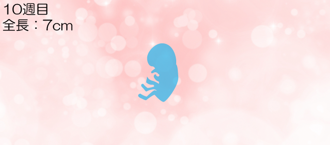 胎児の変化-03